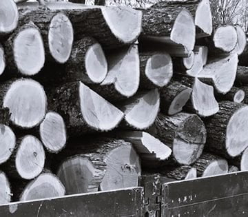 Personal silvic și oameni de afaceri, cercetați pentru furt masiv de lemn