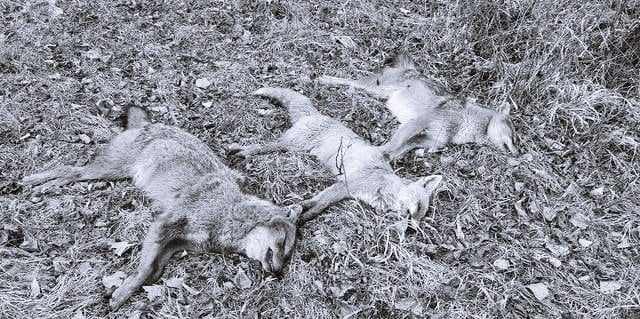 ȘOCANT! Șacali și lupi, împușcați și abandonați într-o rezervație naturală din Focșani
