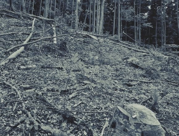 padure Tăieri ilegale de arbori, acoperite de Ocolul Silvic Rusca Montană