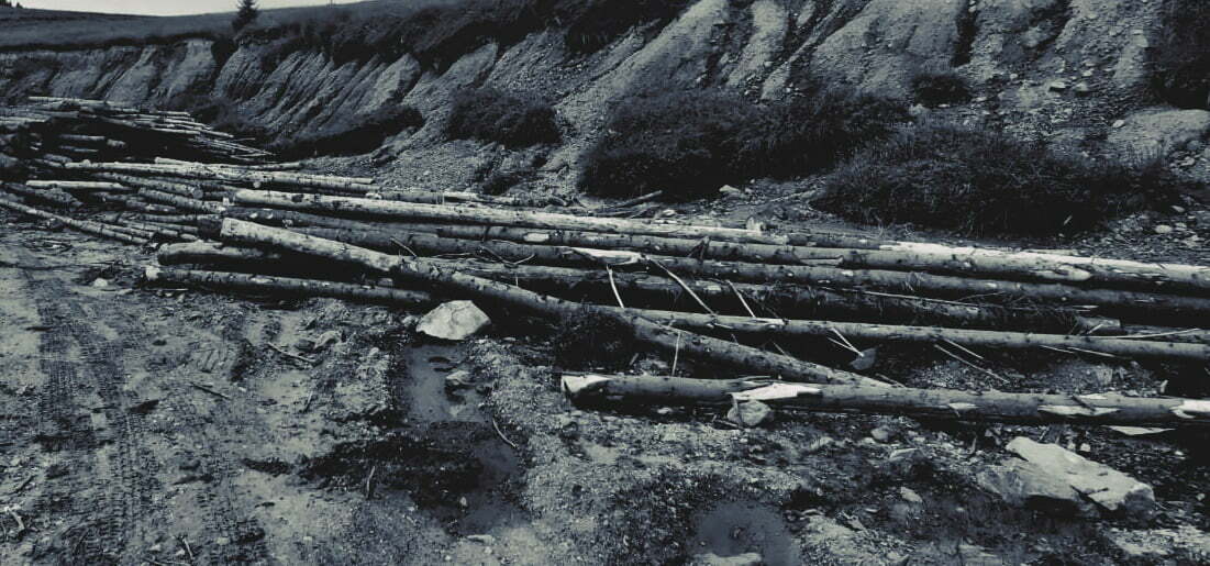 Tăieri ilegale de arbori în Maramureș: 800 metri cubi de material lemnos confiscați