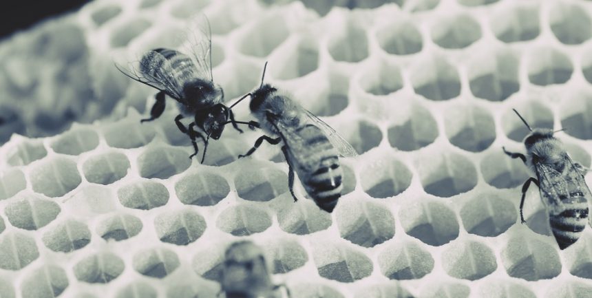 Ministerul Agriculturii a aprobat 3 insecticide, interzise în UE pentru că ucid albinele