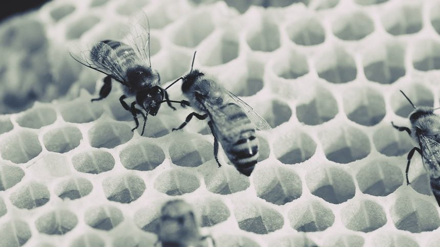 Ministerul Agriculturii a aprobat 3 insecticide, interzise în UE pentru că ucid albinele